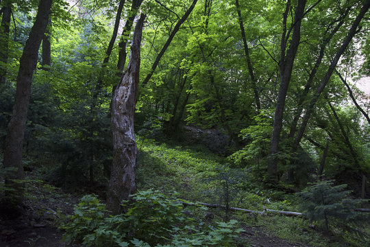 utah green forest glen of trees with light shining through