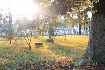 autumn park leaf sun