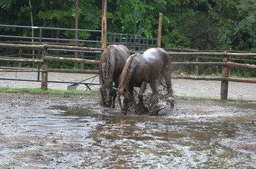 Horses playing in water