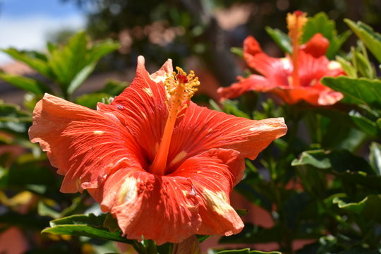 flower