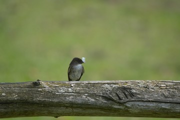 Eastern Phoebe and moth