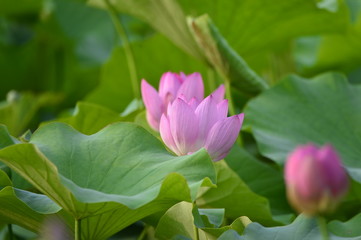 Blooming lotus flowers in the park