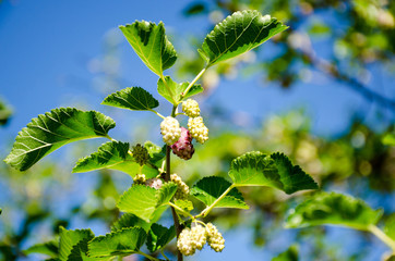 White mulberry on a tree