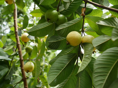 Guava tree with fruits 