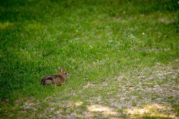 Baby rabbit