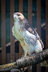 Hawk