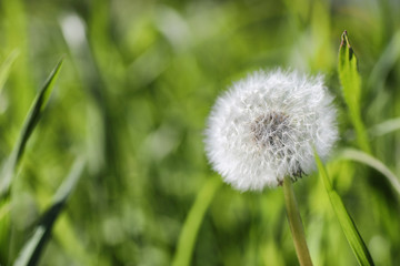Spring nature. Leaves and bushes with the first green leaves in