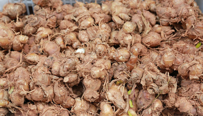 Kaempferia parviflora Wall. ex Baker root.