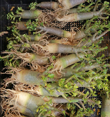 Azalea roots for selling.