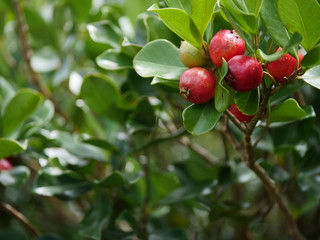 strawberry guava branch tree with fruits in hawaii