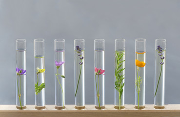Flowers and plants in test tubes on wooden support in grey background. The concept of biological...