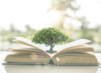 Knowledge and wisdom concept, small tree growing on old book opening with  on windowsill of house...
