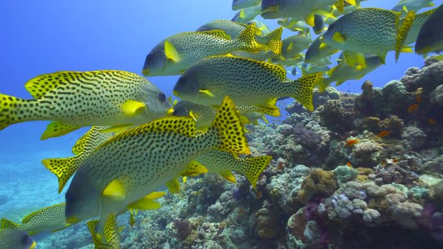School of colorful tropical fish. Black spotted sweetlips in Red Sea