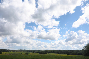 Obraz premium Landscape is summer. Green trees and grass in a countryside land