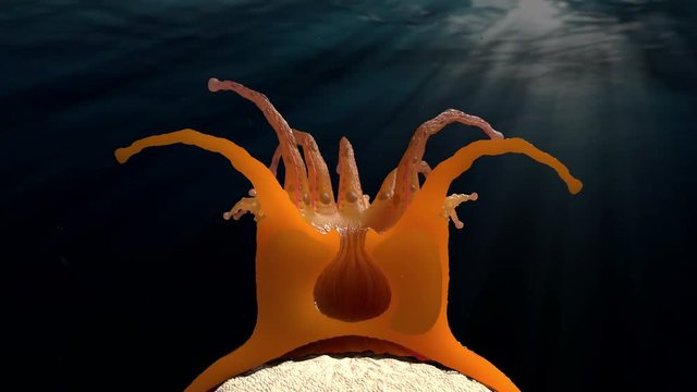 Animation of coral polyps anatomy and biology.