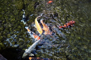 Koi Meeting