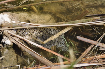 Frog Litter