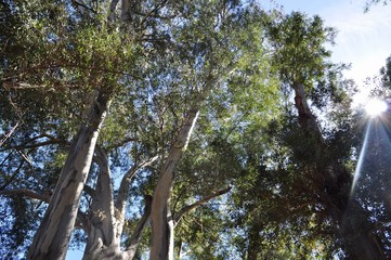 Eucalyptus Trees