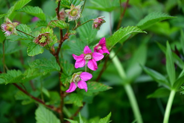 Kodiak salmon berry flower