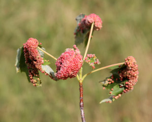 Gall caused by maple bladder-gall mite or Vasates quadripedes on Silver Maple (Acer saccharinum)...