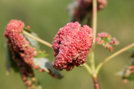 Gall caused by maple bladder-gall mite or Vasates quadripedes on Silver Maple (Acer saccharinum) leaf