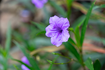 Purple flower with green leave.