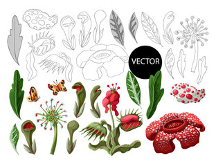 Plant predators such as Venus flycatcher, sundew and others. Unique flowers botanical illustration. © Yumeee