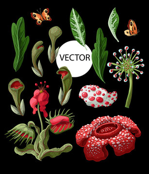 Plant predators such as Venus flycatcher, sundew and others. Unique flowers botanical illustration.