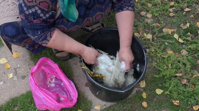 Hands of a woman plucking a duck.
