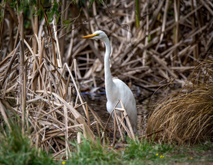 Kotuku White Heron amongst the reeds lake side