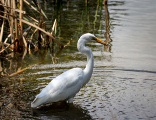 White heron kotuku fishes amongst the reeds and marshes
