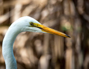 Close up profile of a white heron with yellow beak