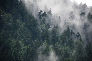 Fototapeta premium Mgła między drzewami