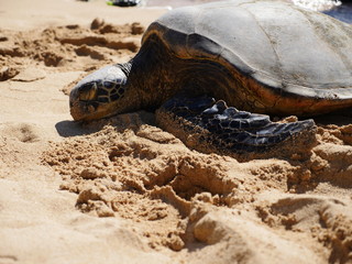 sea turtle Hawaiian Honu resting and sleeping with eyes close on the sand at the beach north shore of Oahu island Hawaii