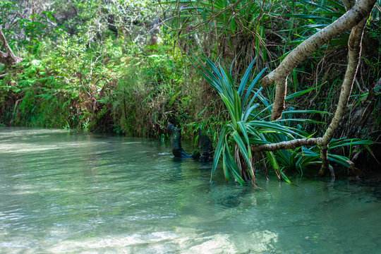 freshwater stream, Eli Creek, Fraser Island
