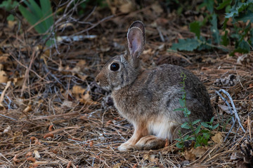 Wild Rabbit