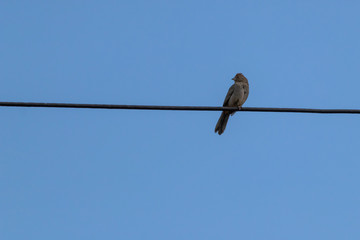 Flying Solo