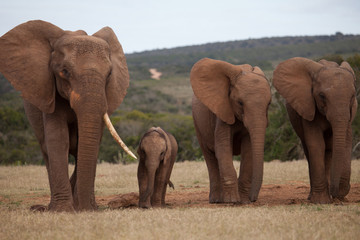 African elephant family with small baby