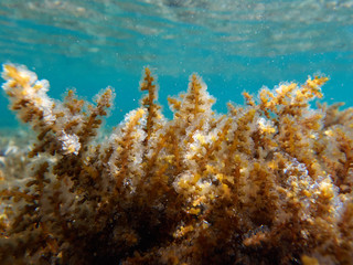 coral reef closeup