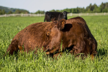 Sleeping Cow