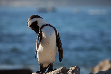 Cute wild penguin antics on the beach