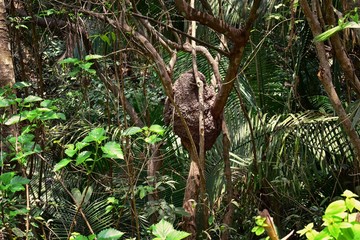 Arboreal (in tree) aerial termite nest in El Eden, Puerto Vallarta Jungle pathway in Macro, detailed view in Mexico