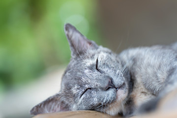 Close up of gray cat sleeping on wooden table, pet at home