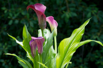 Tulip on a Hot Summer Day