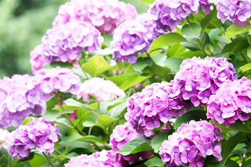 Fototapeta premium 紫陽花,アジサイ,Hydrangea