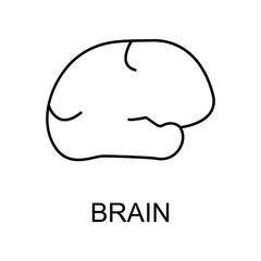 brain line icon. Element of medicine icon with name for mobile concept and web apps. Thin line brain icon can be used for web and mobile