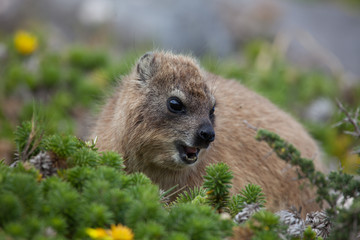 Fototapeta premium Wild marmot hyrax in south africa