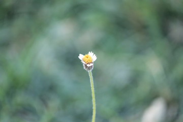 Wild Flower