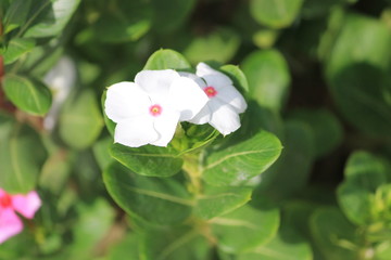 Fototapeta premium Wild Flower