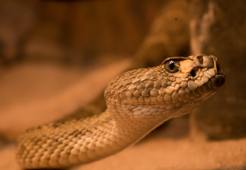 Sand Snake